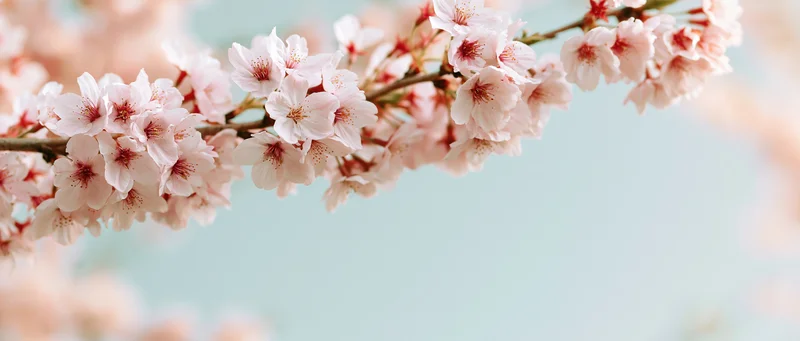 Cherry blossom branch in full bloom against a soft blue sky with copyspace on the right