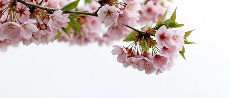 Cherry blossom branches with soft pink flowers hanging against a white background
