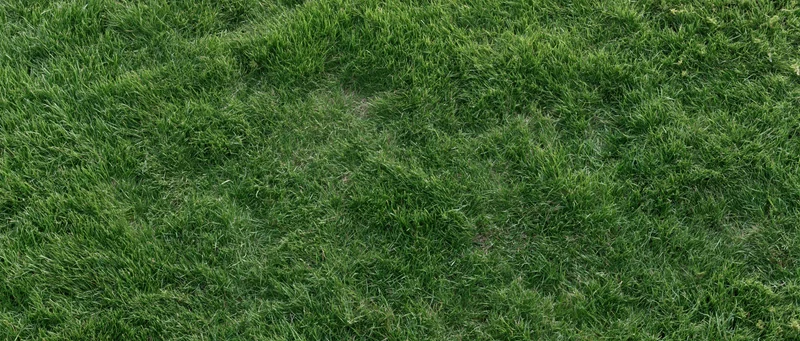 Close-up of green grass blades covering the ground in a natural outdoor setting