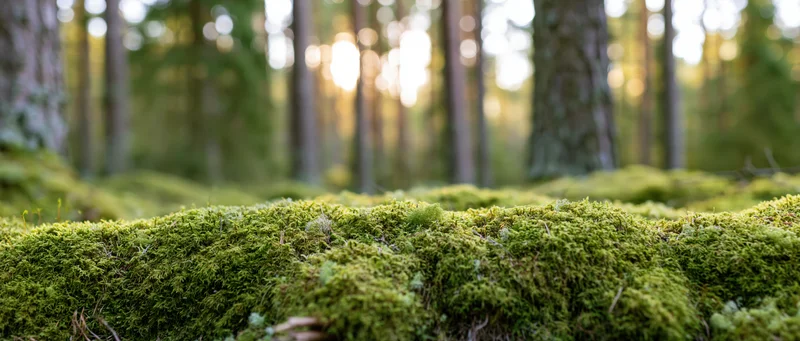 Thick moss covering forest floor with trees and sunlight in background