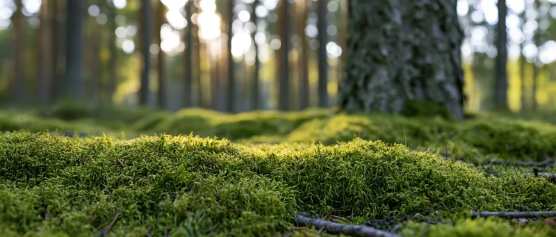 Thick moss covering forest floor with tree trunks in soft sunlight