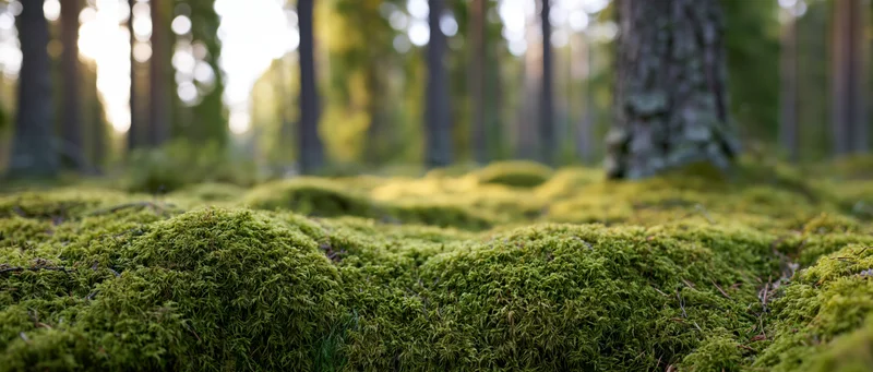 Thick moss covering forest floor with trees in soft sunlight, low-angle view