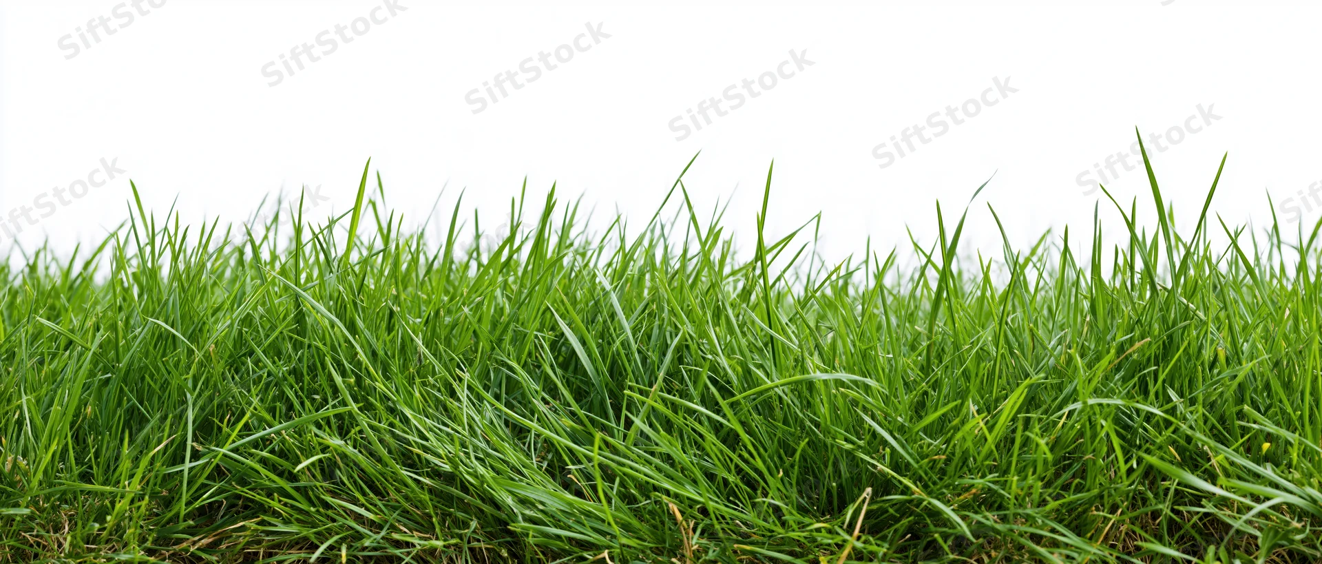 Close-up ground-level view of fresh green grass blades filling the frame against a white background
