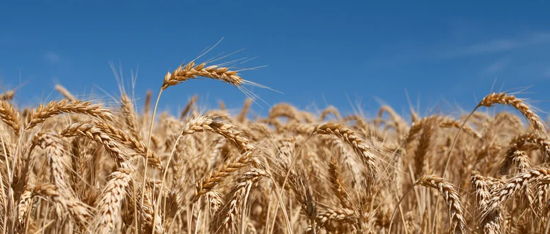 Close-up of ripe wheat stalks in a field under a clear blue sky