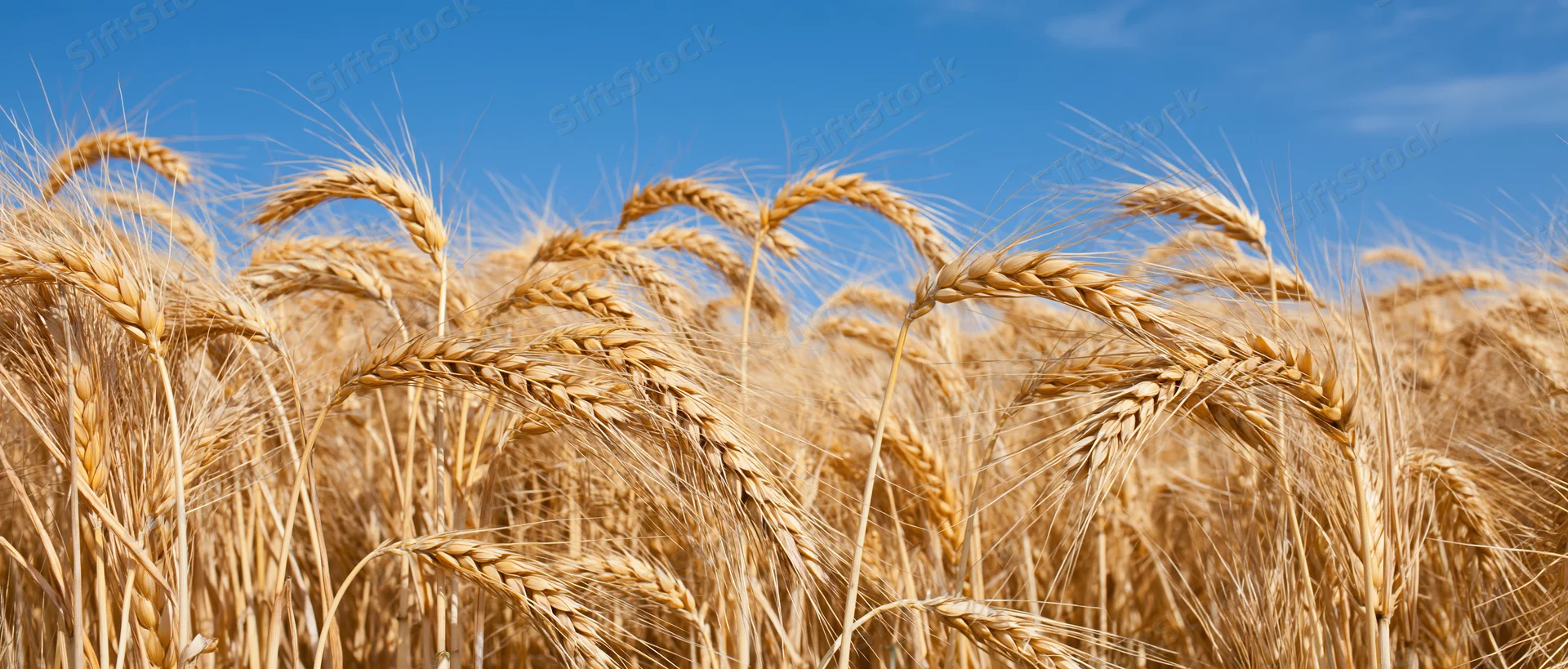 Close-up of ripe wheat stalks in a field under a clear blue sky