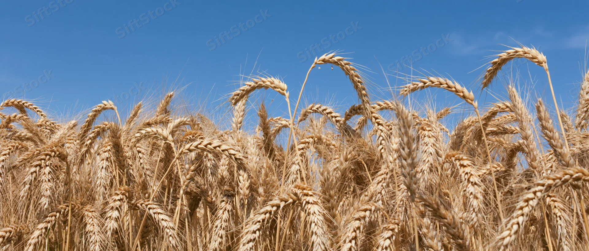 Close-up of ripe wheat stalks in a field under a clear blue sky