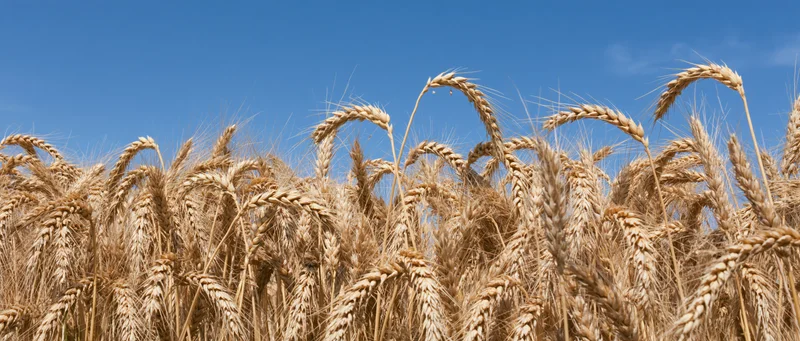 Close-up of ripe wheat stalks in a field under a clear blue sky