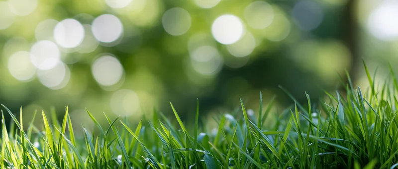 Close-up low-angle view of fresh green grass blades with blurred foliage and sunlight bokeh in background