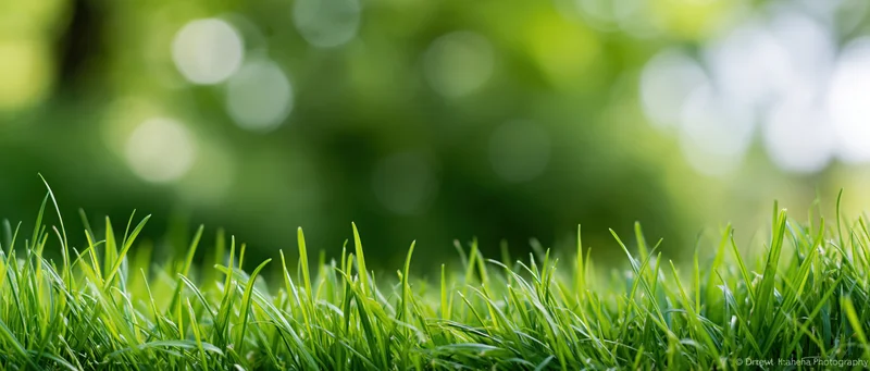 Close-up of fresh green grass blades in a natural outdoor setting with blurred foliage background