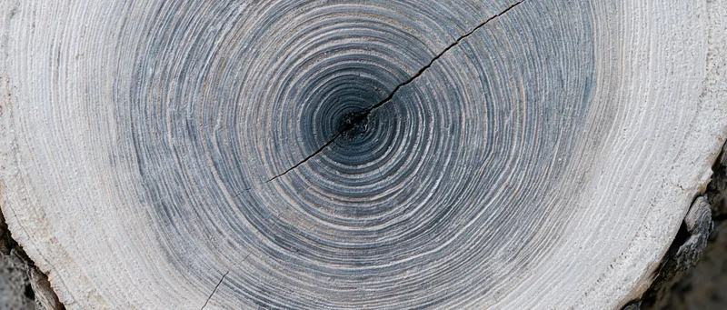 Close-up of a tree trunk cross-section showing growth rings and natural wood texture