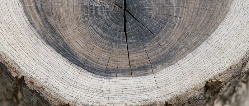 Close-up of a tree trunk cross-section showing growth rings and cracks