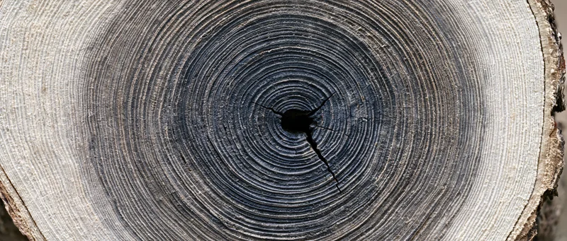 Close-up of a tree trunk cross-section showing growth rings and a central crack
