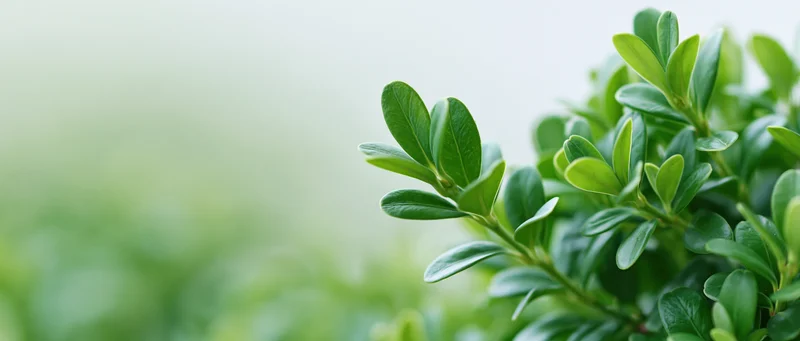 Close-up of fresh green boxwood leaves on a shrub with blurred background and copyspace on the left