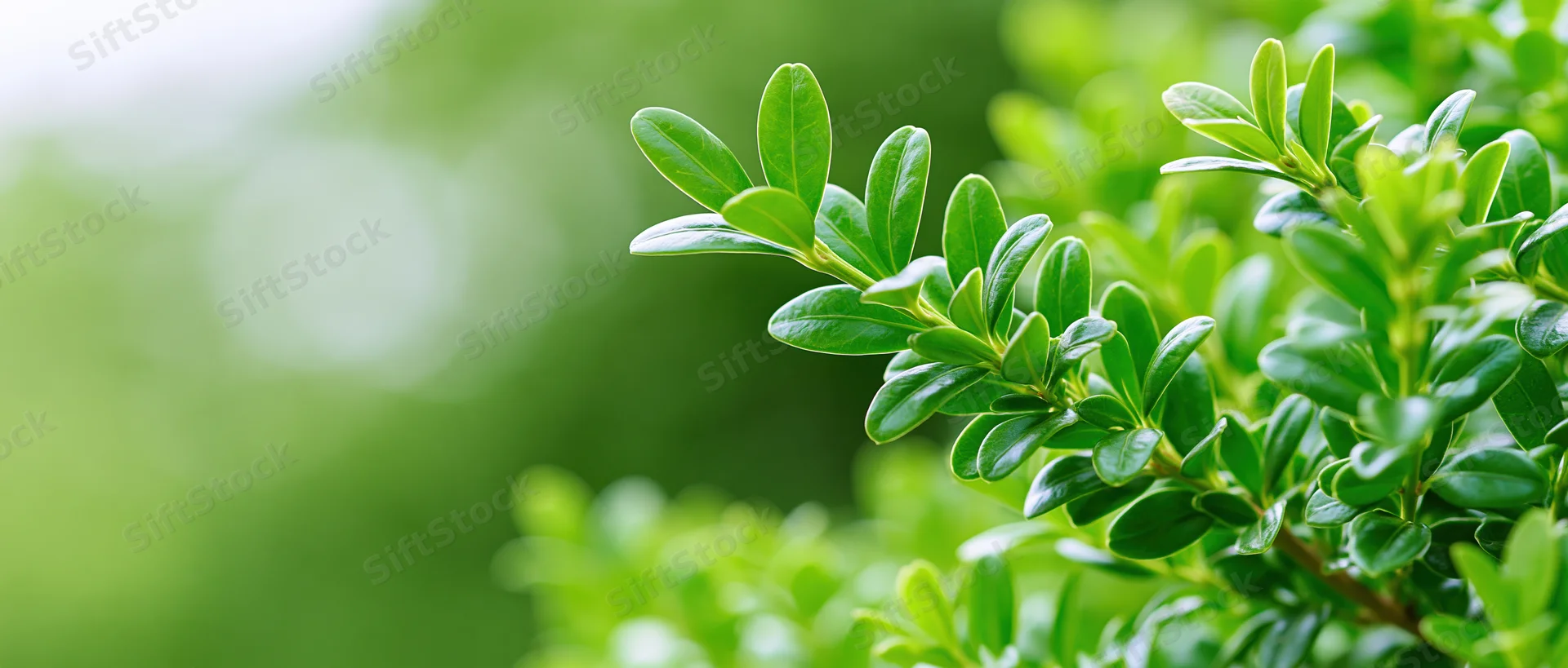 Close-up of fresh green boxwood shrub leaves in a garden setting