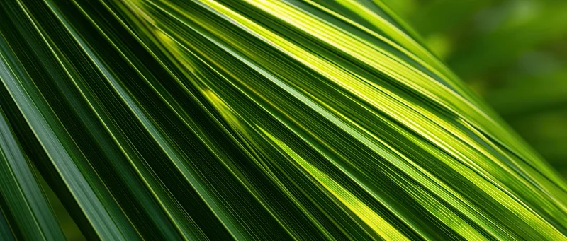 Close-up of overlapping tropical palm leaf fronds in natural light