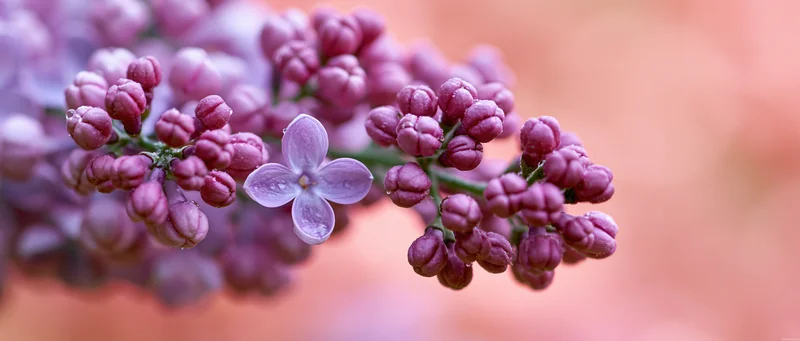 Closeup of purple lilac flower clusters with one bloom open and buds on a soft blurred background