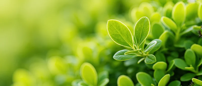 Close-up of bright green leaves on a dense shrub in natural light