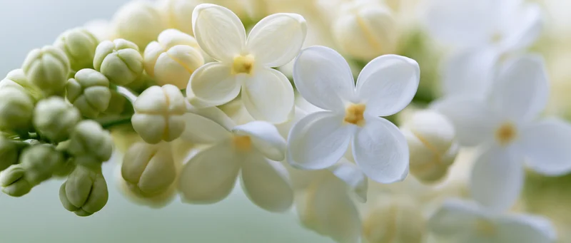 Close-up of white lilac flowers and green buds in bloom