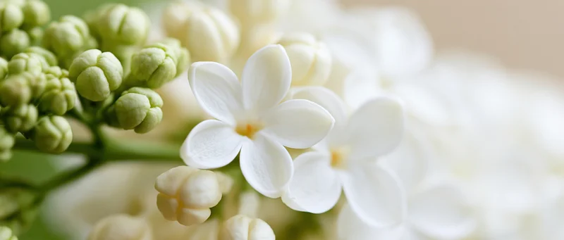Close-up of white lilac flowers and green buds on a branch in soft focus