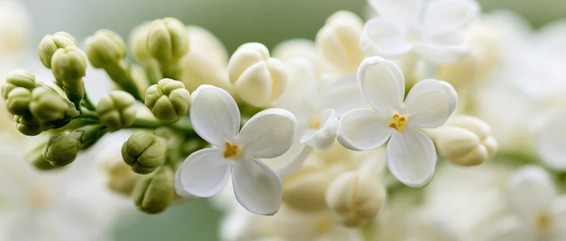 Close-up of white lilac flowers and green buds in bloom