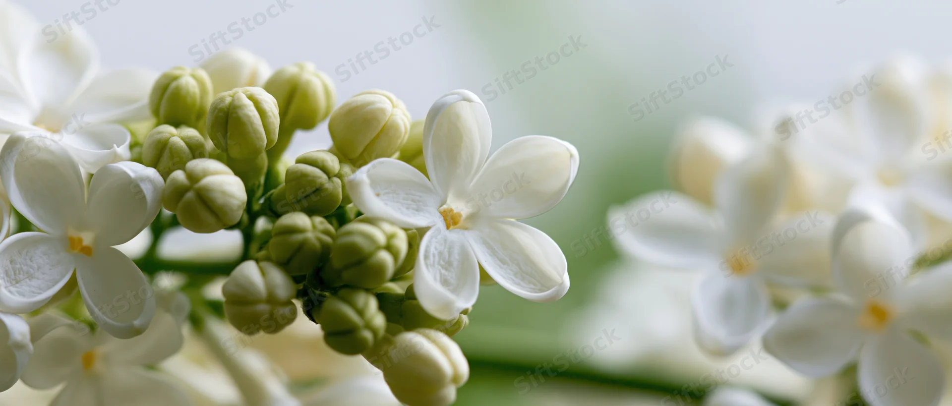 Close-up of white lilac flowers and green buds in bloom, soft natural light, shallow depth of field