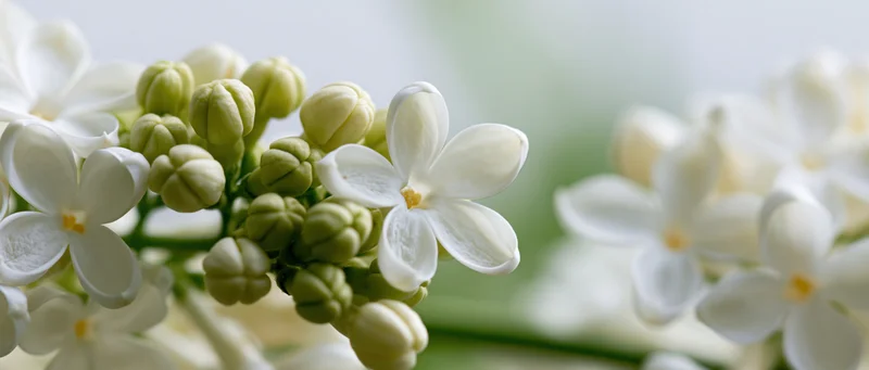 Close-up of white lilac flowers and green buds in bloom, soft natural light, shallow depth of field