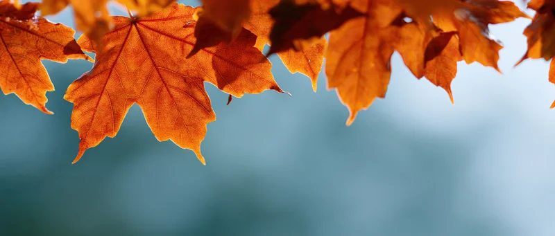 Backlit orange maple leaves in autumn filling the upper frame against a blurred blue background