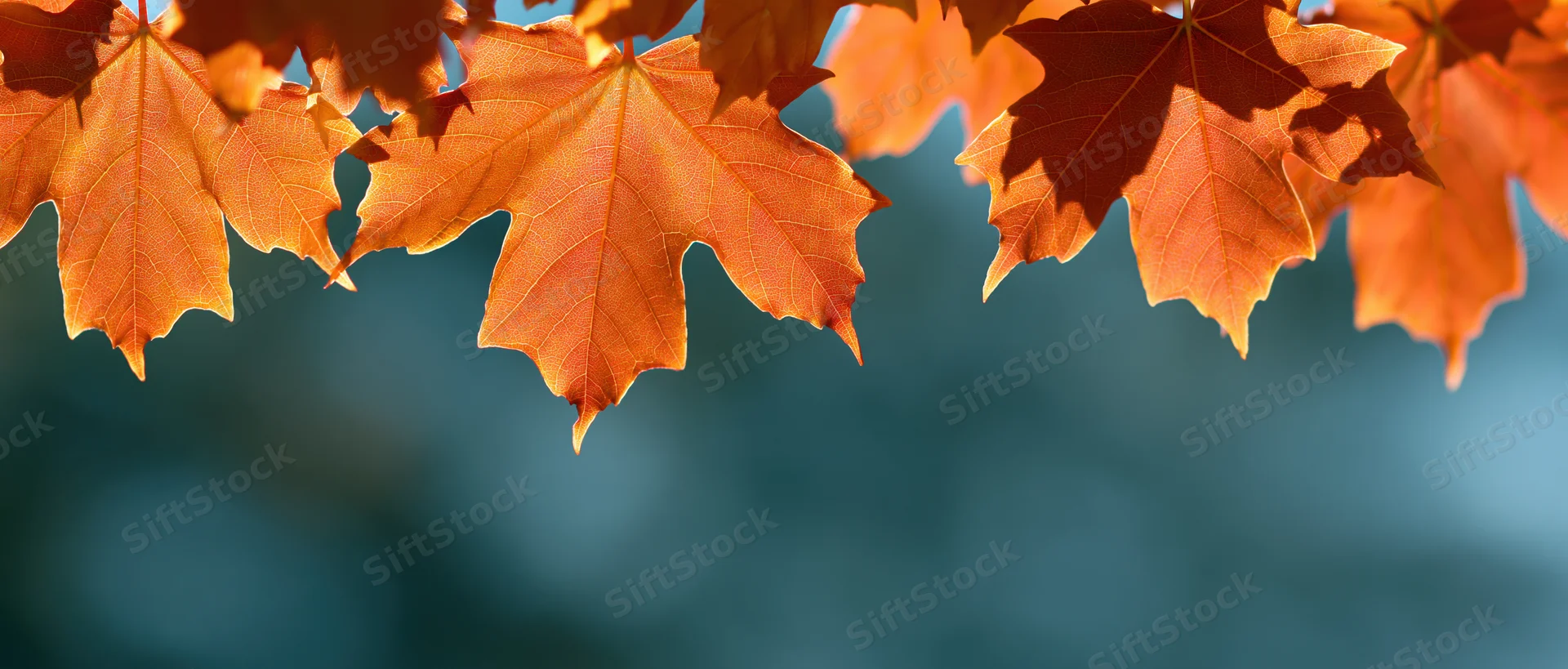 Backlit maple leaves in autumn filling the upper frame with blurred blue background below