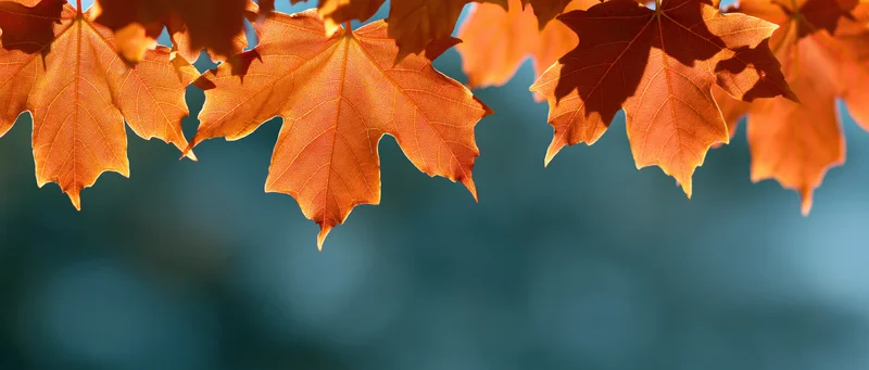 Backlit maple leaves in autumn filling the upper frame with blurred blue background below