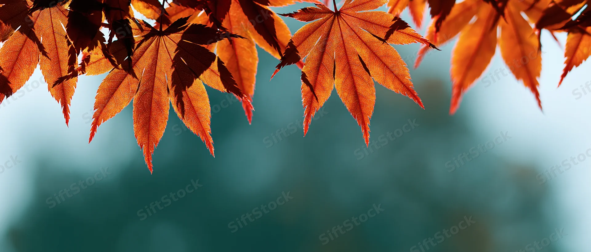Backlit autumn maple leaves hanging over a blurred teal background with copyspace below