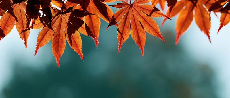 Backlit autumn maple leaves hanging over a blurred teal background with copyspace below