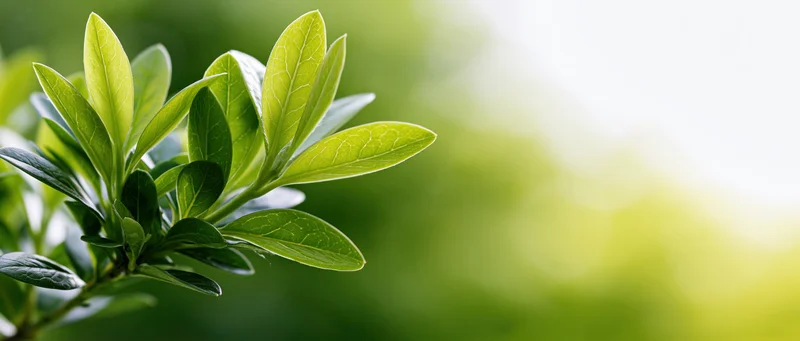 Close-up of fresh green oval leaves on a small shrub shoot in a garden setting