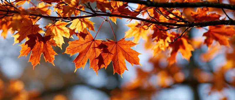 Close-up of maple leaves in autumn on a tree branch outdoors