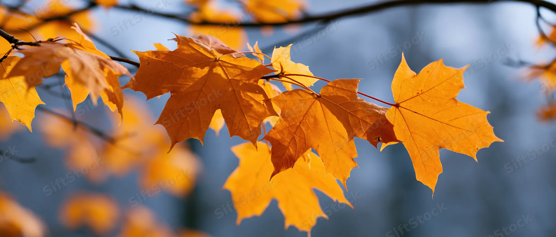 Close-up of orange maple leaves on branches against a blurred blue background