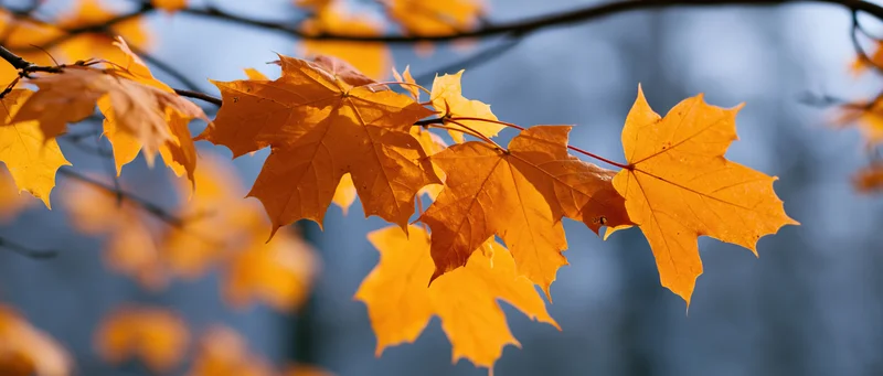 Close-up of orange maple leaves on branches against a blurred blue background