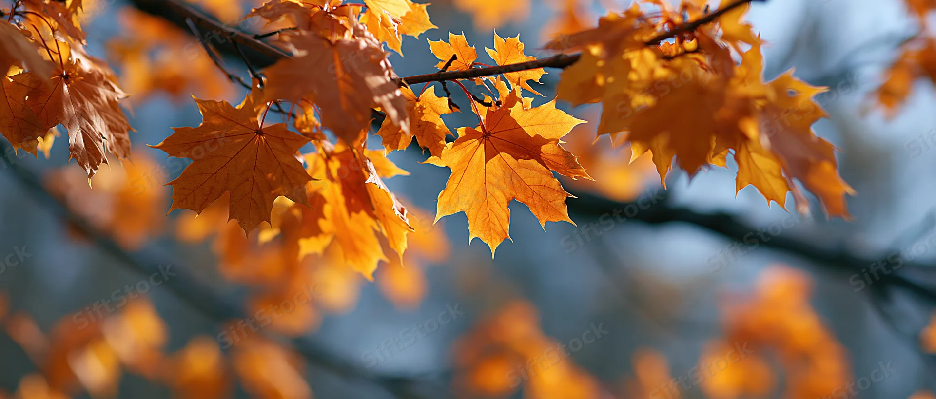 Close-up of maple leaves in autumn colors on branches against a blurred sky background