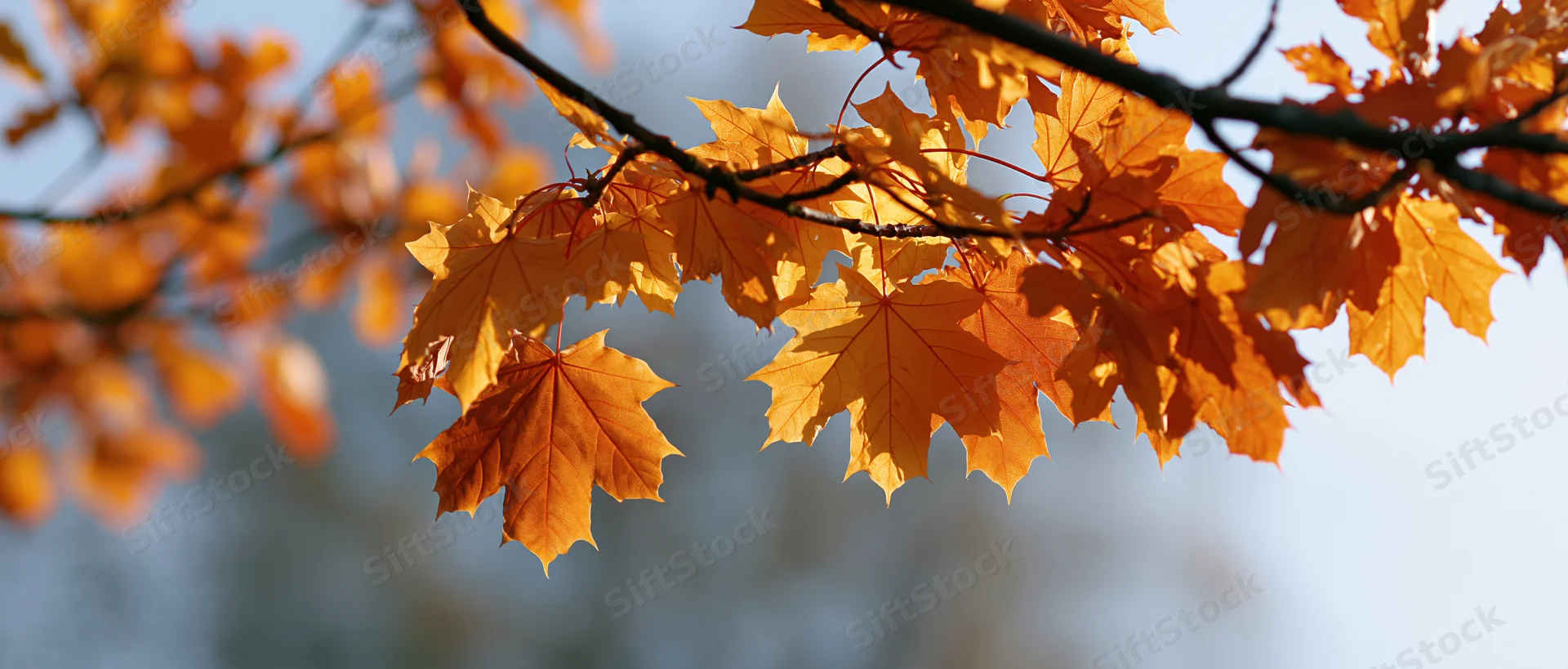 Close-up of maple tree branches with orange autumn leaves against a bright sky