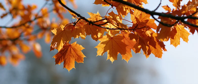 Close-up of maple tree branches with orange autumn leaves against a bright sky