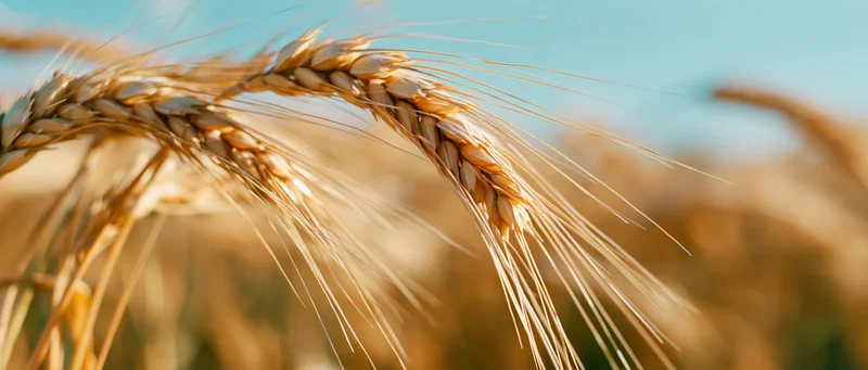 Close-up of ripe wheat ears with long awns bending gently in a golden field under blue sky