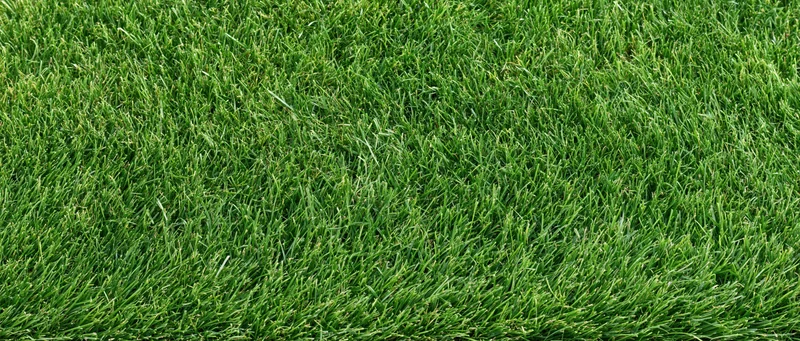 Close-up overhead view of freshly mowed short green grass lawn