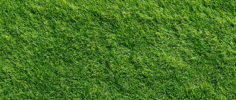 Close-up overhead view of freshly mowed short green grass lawn