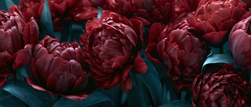 Close-up overhead view of red double peony tulips in full bloom with dark teal leaves
