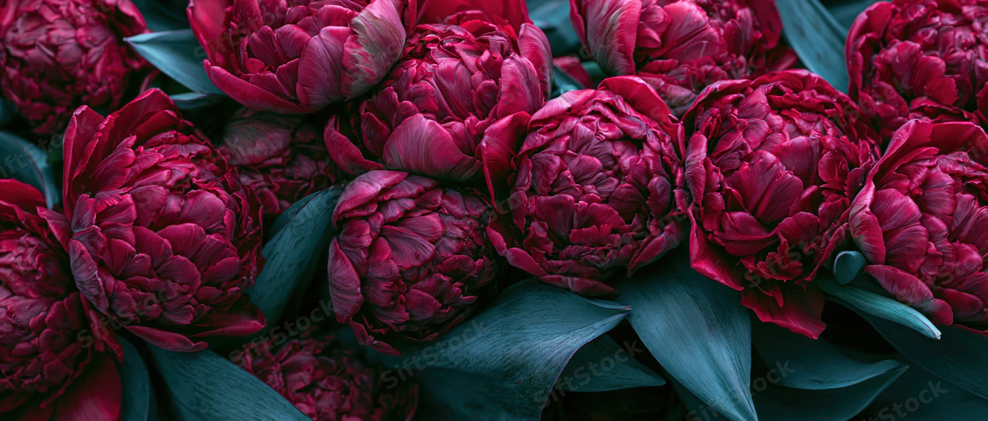 Close-up overhead view of red peonies in full bloom with dark teal leaves