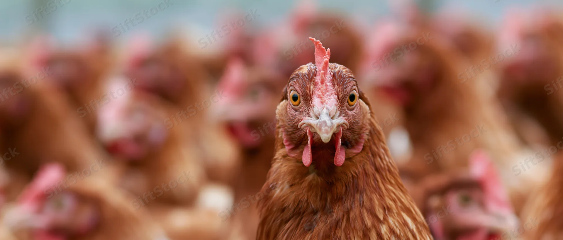 Close-up portrait of a red-brown hen looking directly at the camera with a flock of hens blurred in the background