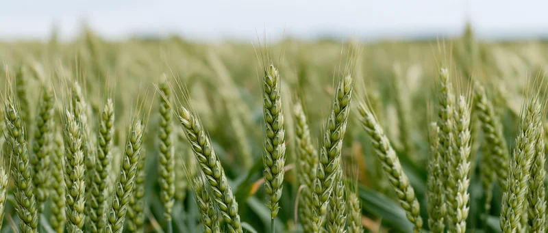 Close-up of green unripe wheat ears in a field