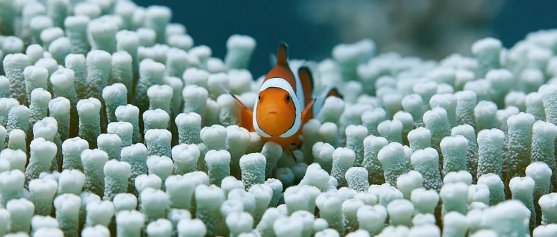 Clownfish peeking from among sea anemone tentacles in underwater reef environment