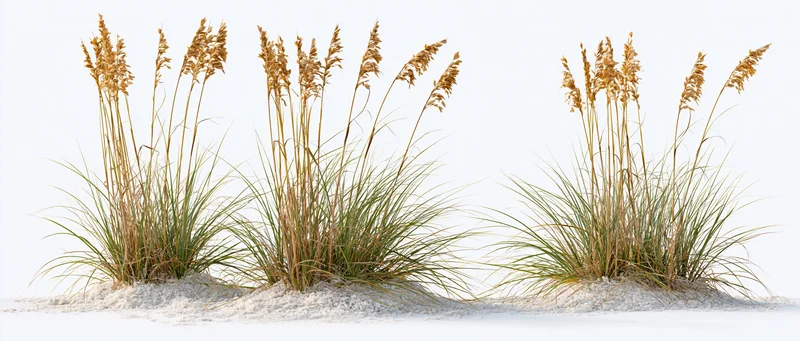 Clumps of sea oats and beach grass growing from white sand against a plain white background