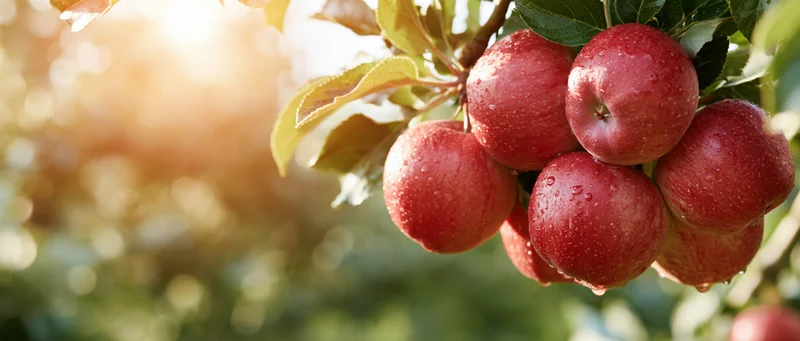 Cluster of ripe red apples with water droplets on a tree branch in sunlight