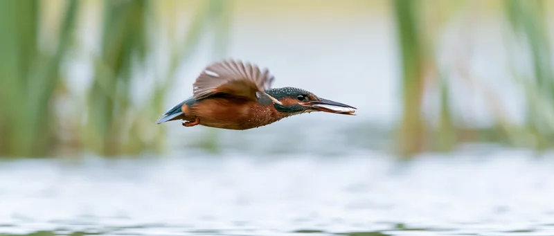 Kingfisher in mid-flight carrying a small fish over water