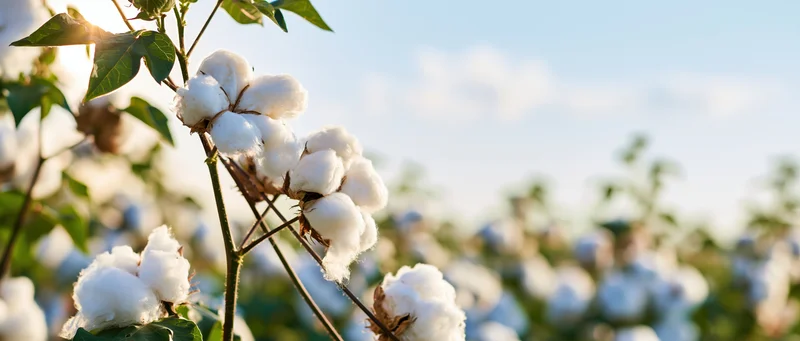 Cotton bolls on stems in a field under sunlight